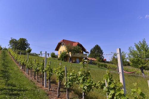 Pogled na cijelu kuću iz vrta i vinograda